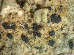 [Polysporina lapponica]