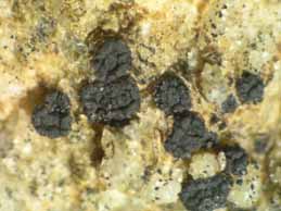 [Polysporina lapponica]