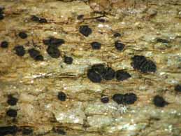 [Polysporina lapponica]