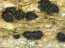 [Polysporina lapponica]