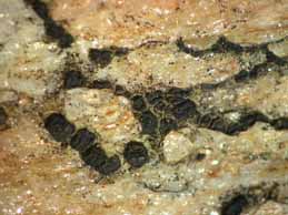 [Polysporina lapponica]