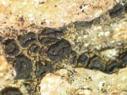 [Polysporina lapponica]