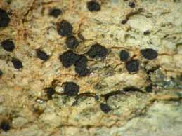 [Polysporina lapponica]