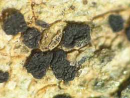 [Polysporina lapponica]