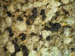 [Polysporina lapponica]