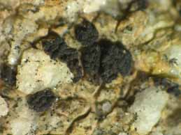 [Polysporina lapponica]