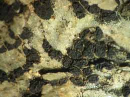 [Polysporina lapponica]