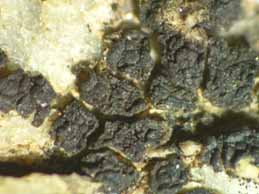 [Polysporina lapponica]