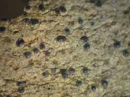 [Porina ginzbergeri]