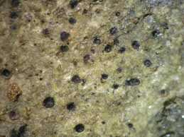 [Porina ginzbergeri]