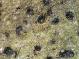 [Porina ginzbergeri]