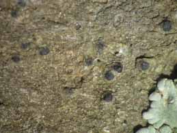 [Porina ginzbergeri]