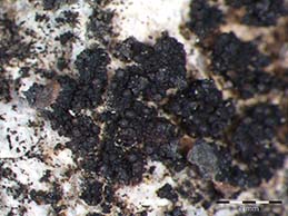 [Porocyphus leptogiella]