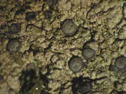 [Porpidia macrocarpa]