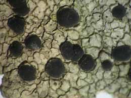 [Porpidia macrocarpa]