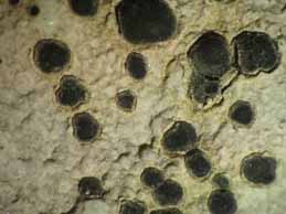 [Porpidia macrocarpa]