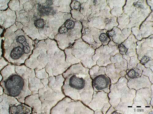 [Porpidia cinereoatra]