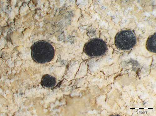 [Porpidia crustulata]