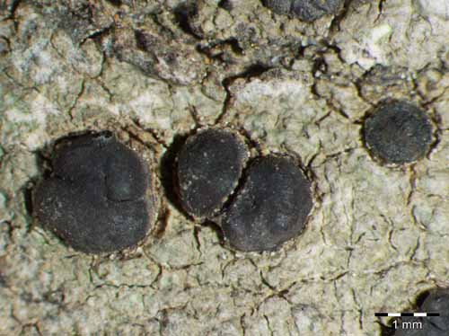 [Porpidia macrocarpa]