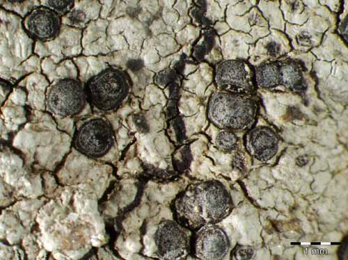 [Porpidia cinereoatra]