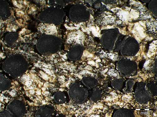 [Porpidia crustulata]