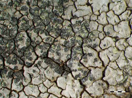 [Porpidia tuberculosa]