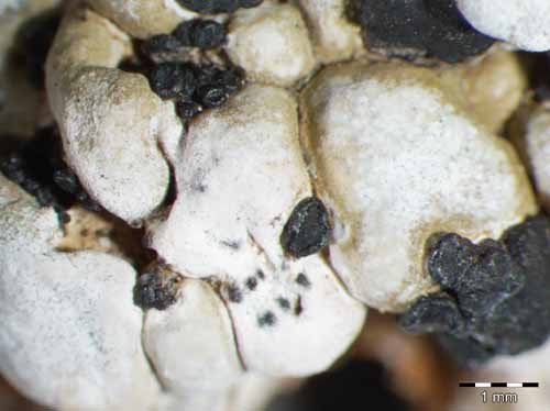 [Porpidinia tumidula]