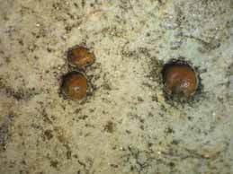 [Protoblastenia calva]