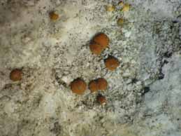 [Protoblastenia calva]