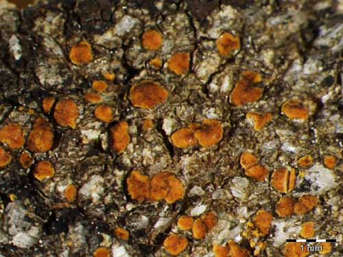 [Protoblastenia rupestris]