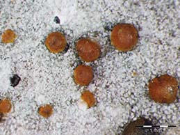 [Protoblastenia incrustans]