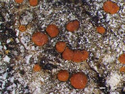 [Protoblastenia incrustans]