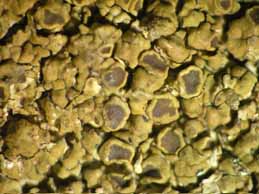 [Protoparmelia montagnei]