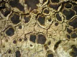 [Protoparmelia montagnei]