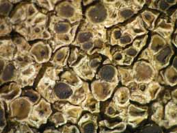 [Protoparmelia montagnei]