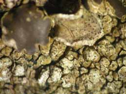 [Protoparmelia montagnei]