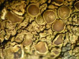 [Protoparmelia montagnei]