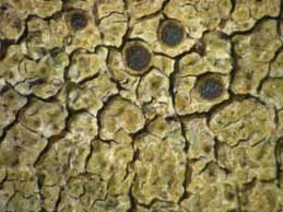 [Protoparmelia montagnei]