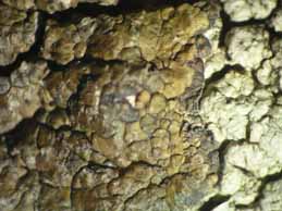 [Protoparmelia montagnei, chemotype]