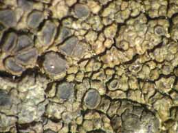 [Protoparmelia montagnei, chemotype]