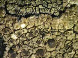 [Protoparmelia montagnei, chemotype]