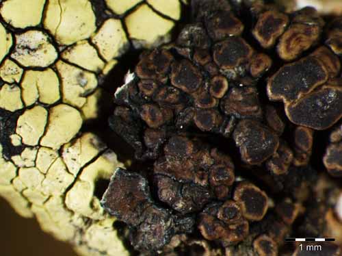 [Protoparmelia atriseda]