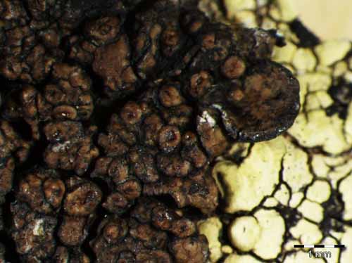 [Protoparmelia atriseda]