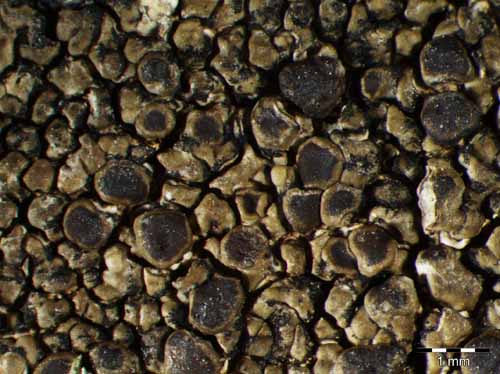 [Protoparmelia badia]