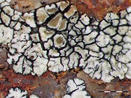 [Protoparmeliopsis configurata]