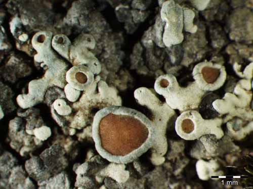 [Protoparmeliopsis vaenskaei]