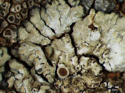 [Protoparmeliopsis versicolor]