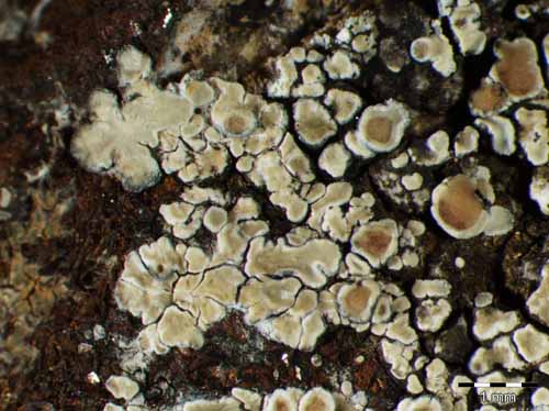 [Protoparmeliopsis versicolor]