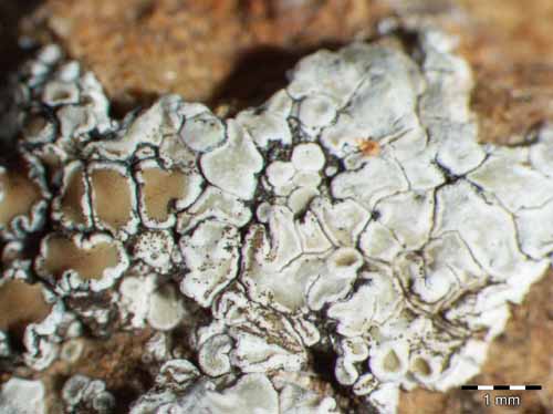 [Protoparmeliopsis versicolor]