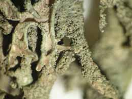 [Pseudevernia furfuracea]